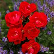 Růže Kordes 'Caracho' 2 litry