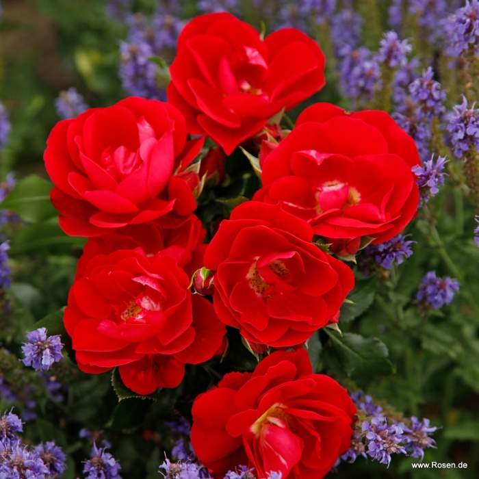 Levně Růže Kordes 'Caracho' 2 litry