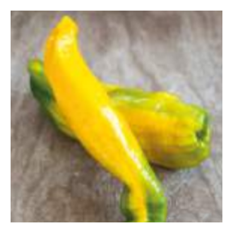 Paprika 'Manati Yellow' neroubovaná 12cm