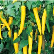 Paprika Cayenne Chilli 'Vectura Yellow' 10,5cm