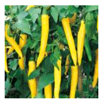 Paprika chilli 'Vectura Yellow' 10,5cm