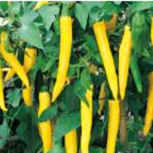 Levně Paprika chilli 'Vectura Yellow' 10,5cm