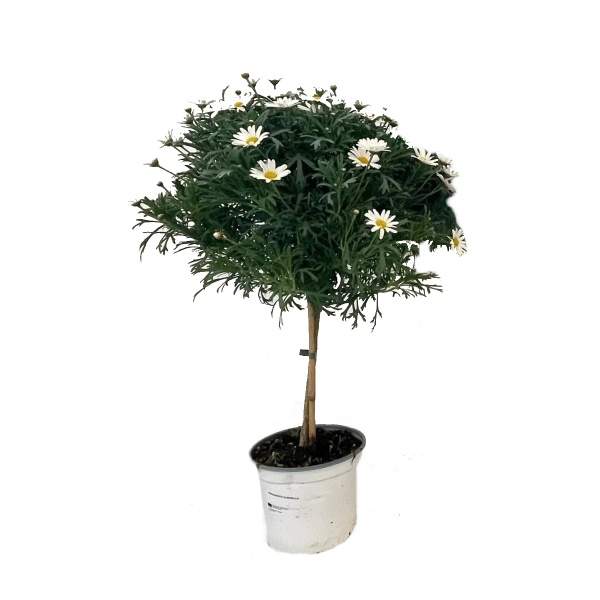 Levně Kopretinovec dřevnatý - bílý, kmínek 80/90cm, květináč 18cm