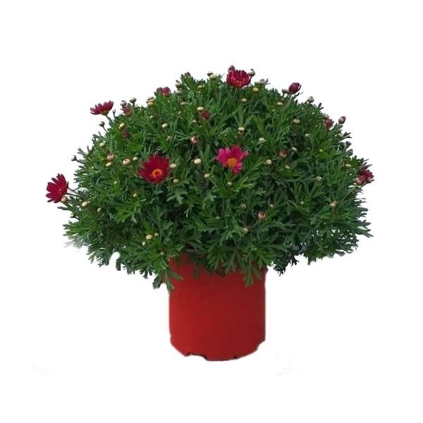 E-shop Kopretinovec dřevnatý - červený, květináč 18cm