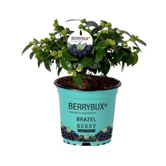 Borůvka 'Berry Bux' květináč 10,5cm