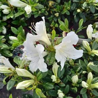 Pěnišník tupý 'BloomChampion White' květináč 3 litry, výška 25/30cm, keř