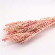 Sušina Pšenice barvená růžová 100g