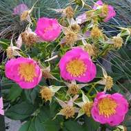 Růže 'Rosy Boom® Wildlife' květináč 6 litrů