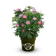 Růže 'Rosy Boom® Wildlife' květináč 6 litrů