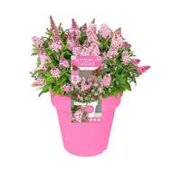 Komule Davidova 'Butterfly Candy® Little Pink' květináč 3,4 litru