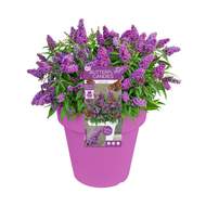 Komule Davidova 'Butterfly Candy® Little Purple' květináč 3,4 litru