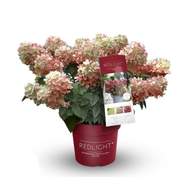 Hortenzie latnatá 'Redlight'® květináč 6 litrů