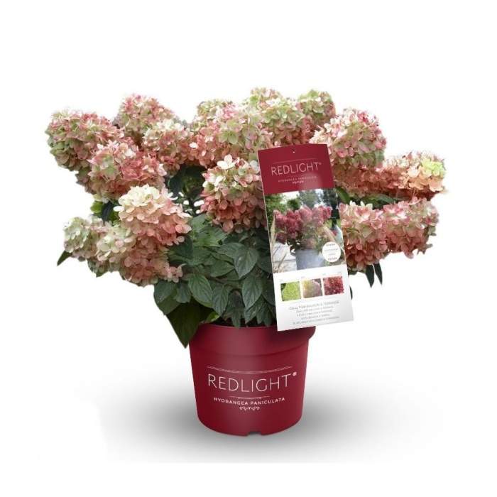 Levně Hortenzie latnatá 'Redlight'® květináč 6 litrů