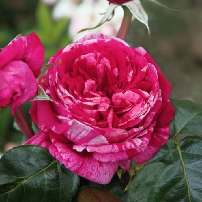 Levně Růže 'Crazy Fashion' květináč 4,6 litru