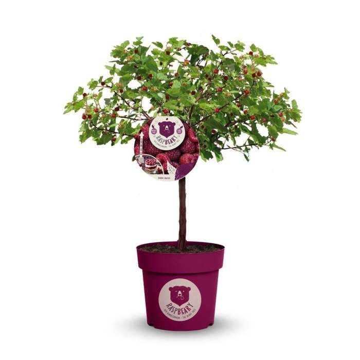 Levně Maliník stromkový 'RASPBEARY'® kmínek 40cm, květináč 4,6 litru