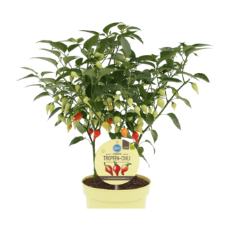 Paprika čínská Tropfen Chilli květináč 15cm