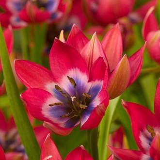 Tulipán 'Little Beauty' 25ks