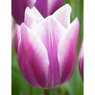Tulipán 'Purple Elagance' 10ks