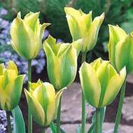 Tulipán 'Formosa' 10ks