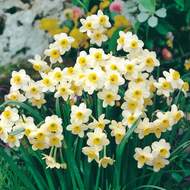 Narcis 'Minnow' 10ks
