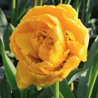 Tulipán 'Yellow Pomponette' 10ks