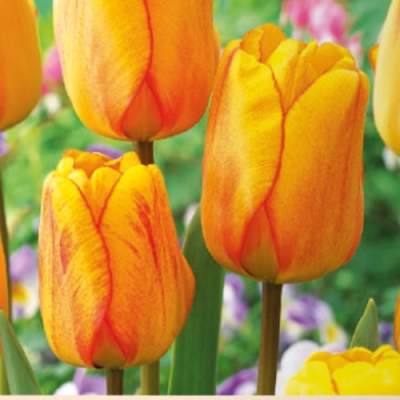 Levně Tulipán 'Blushing Apeldoorn' 10ks