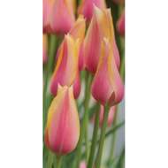 Tulipán 'Blushing Lady' 10ks
