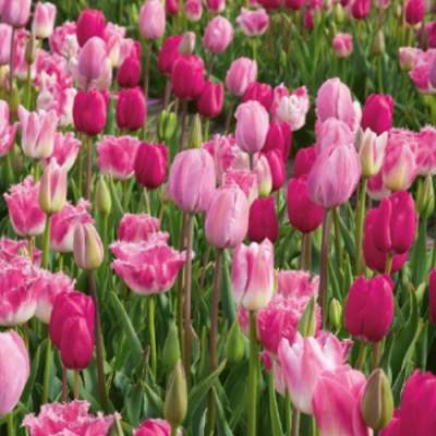 Levně Tulipán 'All Seasons Pink Mixture' 10ks