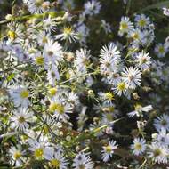 Boltonie hvězdnicovitá 'Snowbank' květináč 9cm