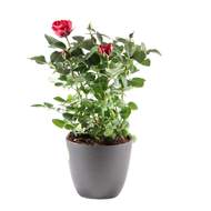 Růže pokojová 'Patio' MIX květináč 13cm