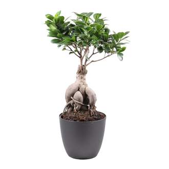 Fíkovník maloplodý bonsai květináč 18cm