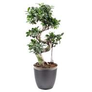 Fíkovník maloplodý bonsai květináč 25cm