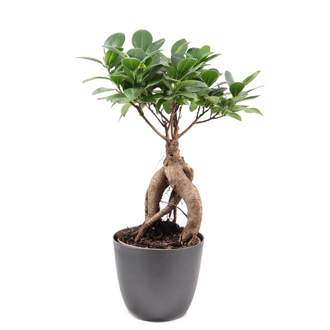 Fíkovník maloplodý bonsai květináč 12cm