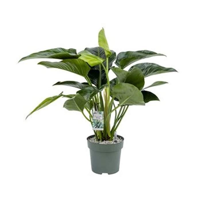 Levně Filodendron 'Green Beauty' hydroponický květináč 27cm