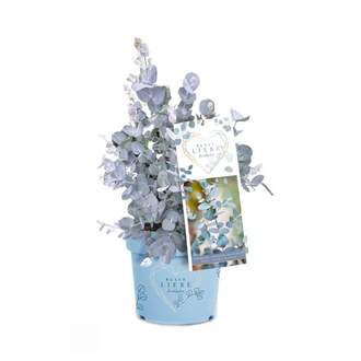 Blahovičník Gunnův 'Blaue Liebe' květináč 6 litrů