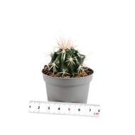 Kaktus mix 5,5cm
