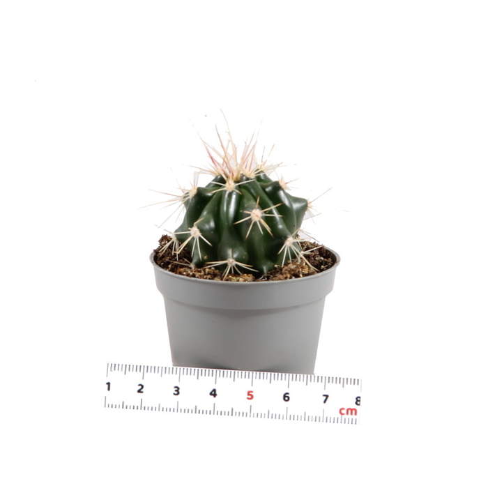 Levně Kaktus mix 5,5cm