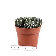 Kaktus EXTRA mix květináč 8cm