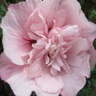 Ibišek syrský 'Pink Chiffon' výška 30/40cm, květináč 2,5 litru