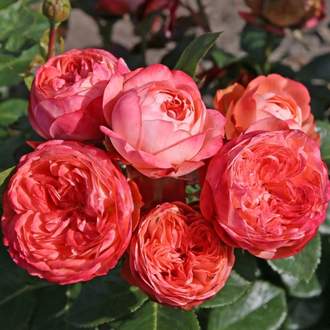 Růže Kordes 'Pompeji' 2 litry
