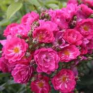 Růže Kordes 'Perfumy Siluetta' 2 litry
