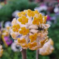 Zanice nádherná 'Grandiflora' výška 80/100cm, květináč 12 litrů