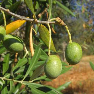 Olivovník evropský kmínek, květináč 10 litrů