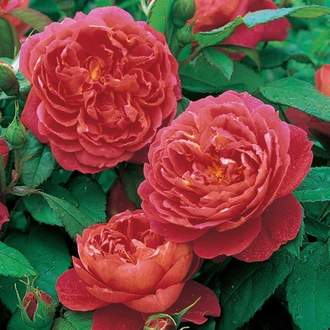 Růže D. Austin 'Benjamin Britten' květináč 5 litrů, vyvazovaná