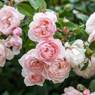 Růže D. Austin 'Generous Gardener' výška 125/150cm, květináč 10 litrů, kužel