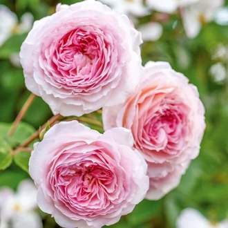 Růže D. Austin 'James Galway' výška 125/150cm, květináč 10 litrů, kužel