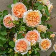 Růže D. Austin 'Bathsheba' květináč 5 litrů