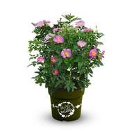Růže 'Rosy Boom® Wildlife' květináč 4,6 litru
