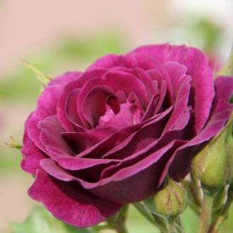 Růže 'Minerva' květináč 4,6 litru