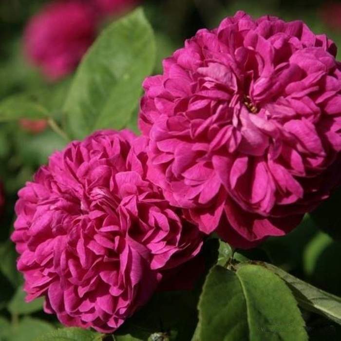Levně Růže 'Rose de Resht' květináč 6 litrů